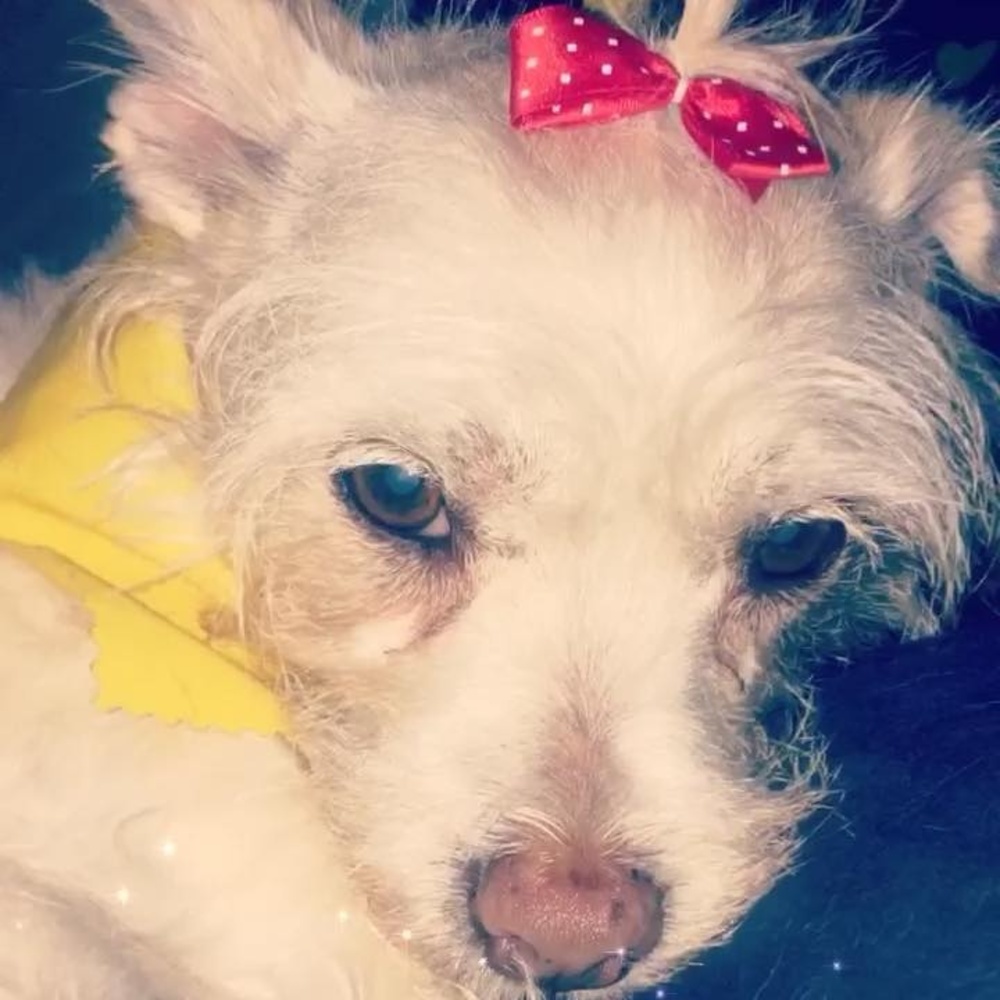 Meet your Posher, Ingrid